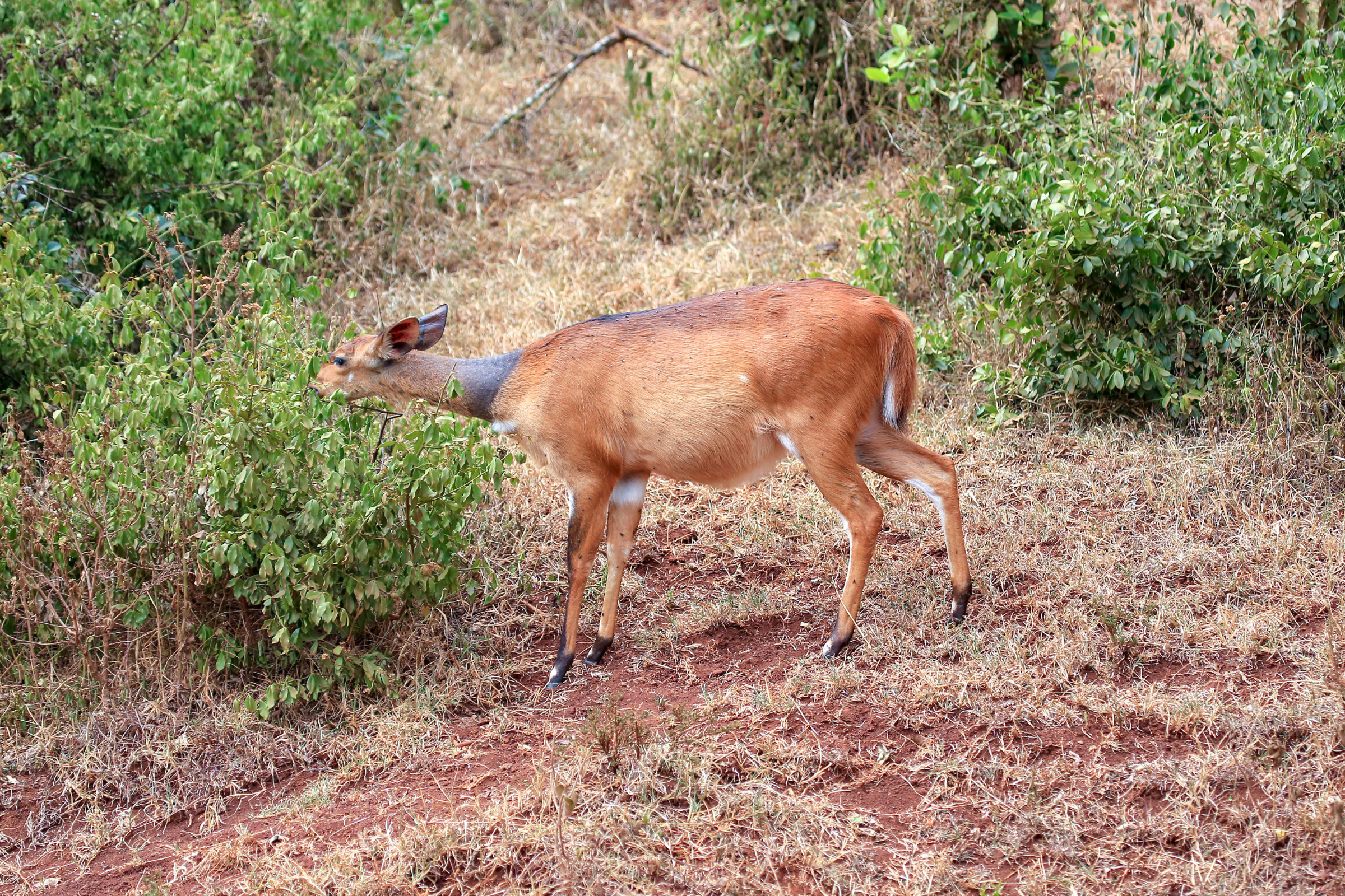 aberdare national park (4).webp